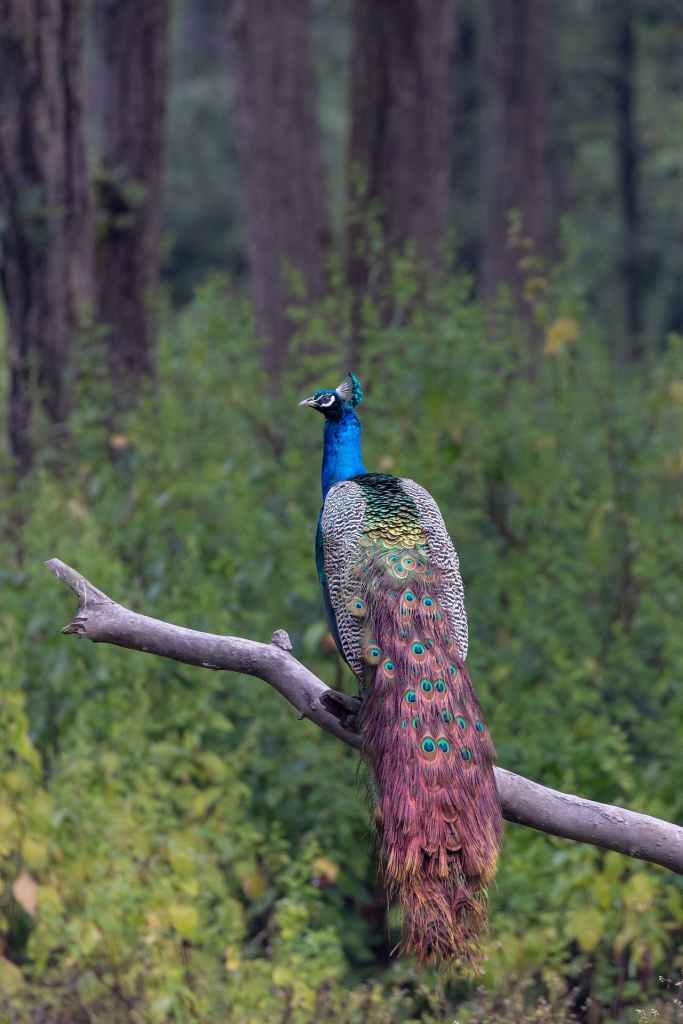 \"peacock